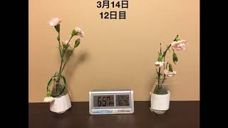 通販】《手首用》高波動液入りヴァルナ・チューブ【メーカー直送】