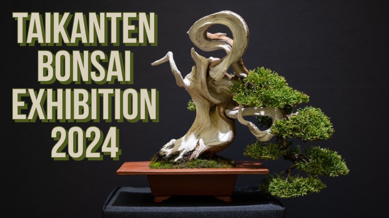 Taikanten Bonsai Exhibition 2024, Kyoto, Japan / 第44回 日本盆栽