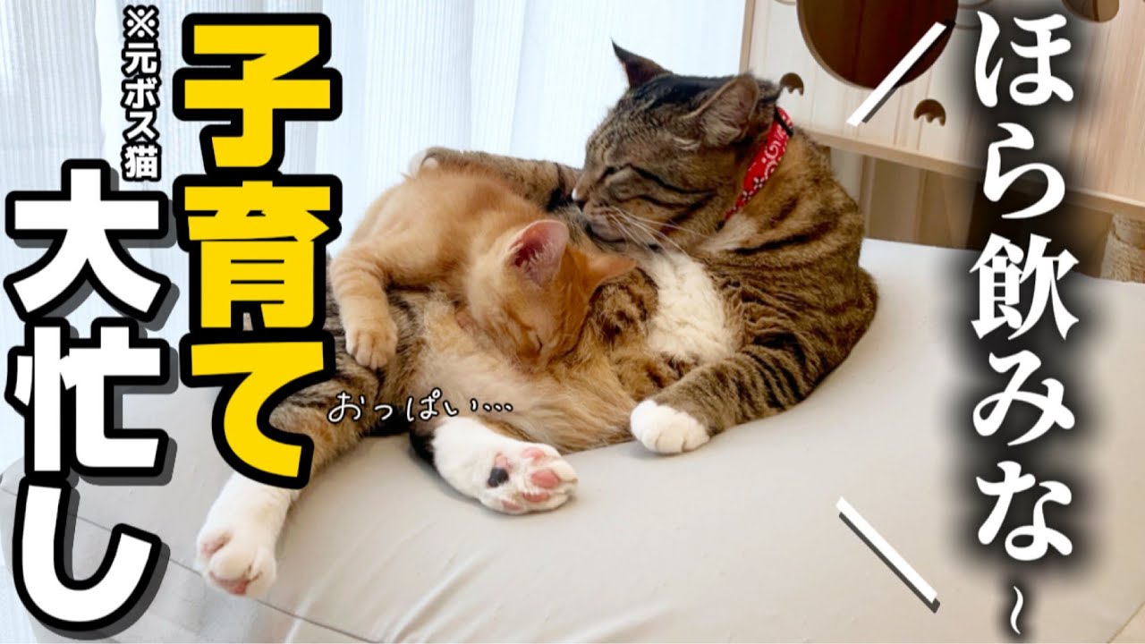 I'm 23 years old and live alone. I welcomed my ex-boss cat into my