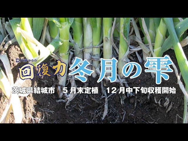 秋冬ネギ】【夏越し最強級】「冬月の雫」酷暑と長引く残暑が続く異例の