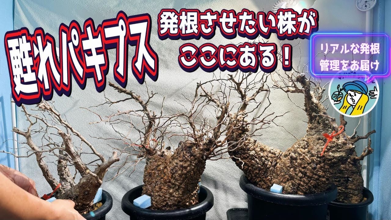 塊根植物】蘇らせたいパキプスがここにある！パキプス発根管理のリアル