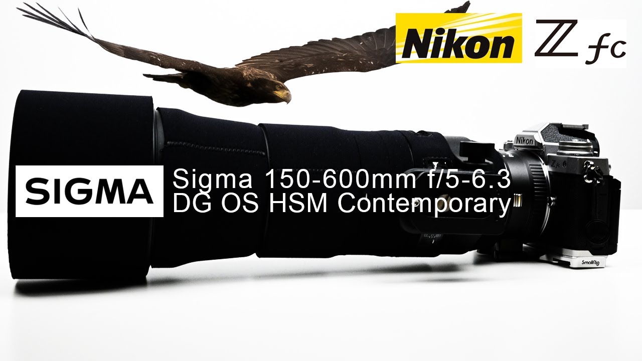 Nikon ZFC + Sigma 150 600 Fringer EF-NZ Canon EF | Wildlife Review