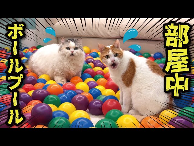 Here's how cats react when their room is filled with colored balls