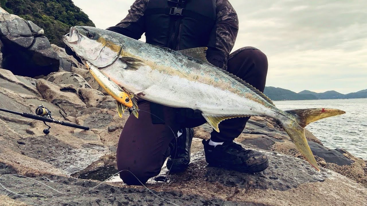 気難しい春の平政【ロックショア 】 - YouTube