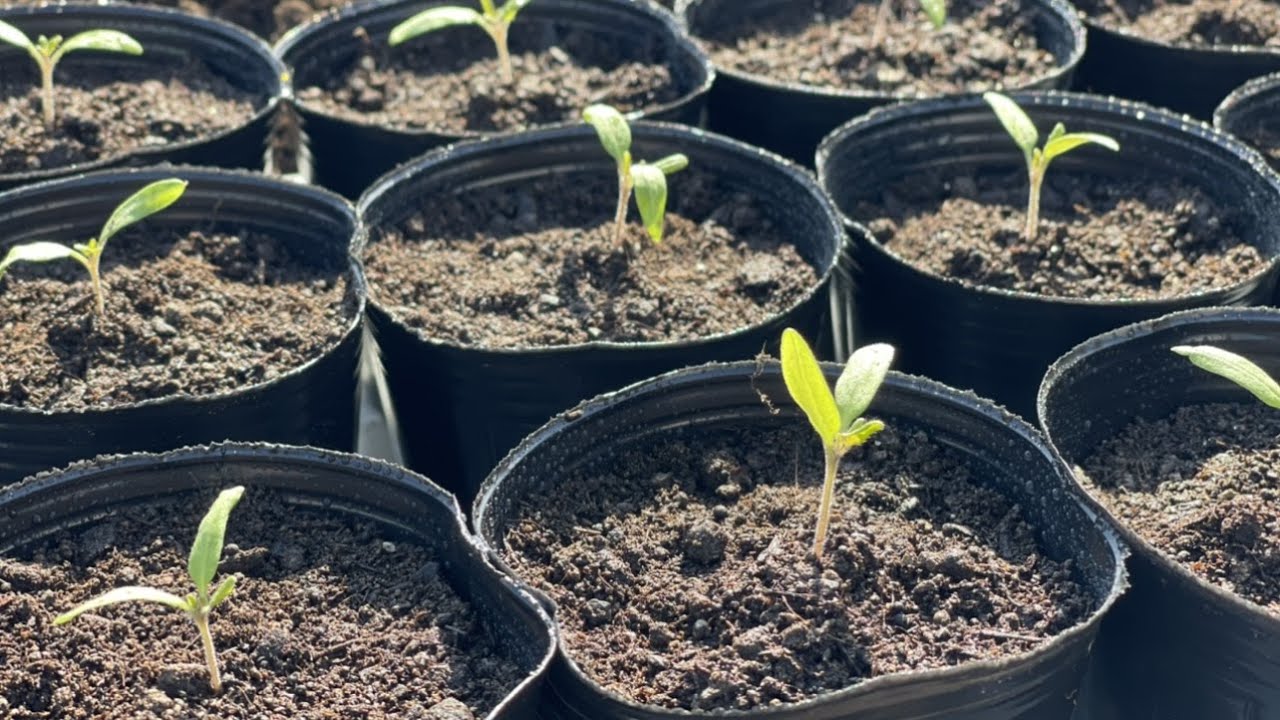How to grow tomatoes and vegetable seedlings easily in your home