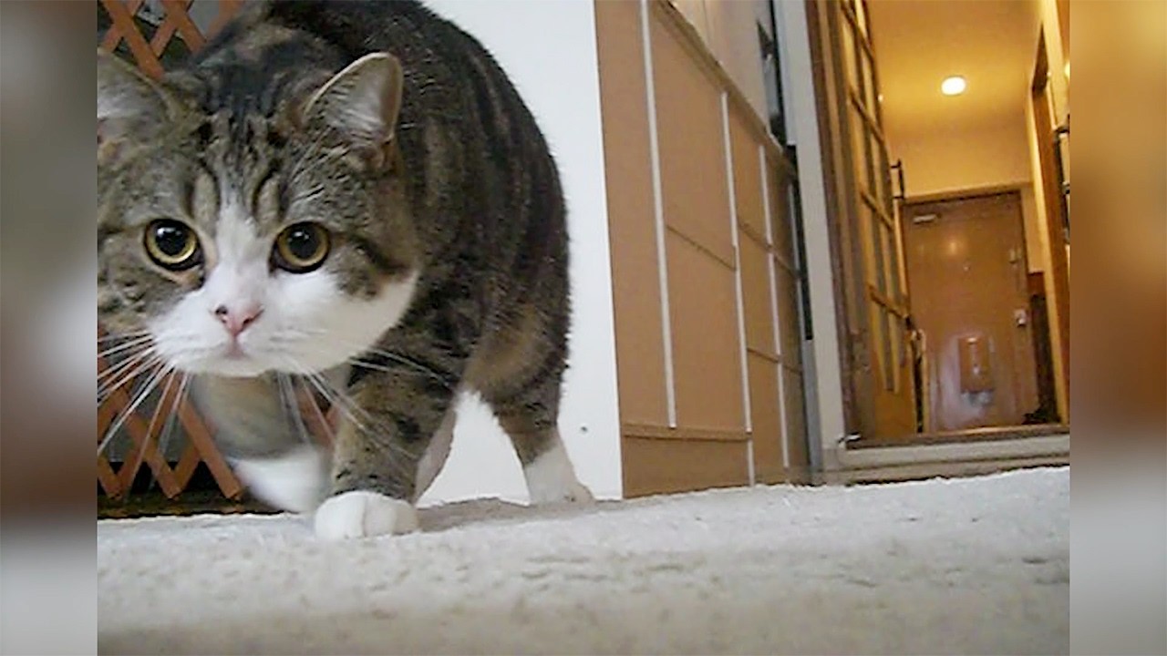 まるです17。-I am Maru 17.- - YouTube