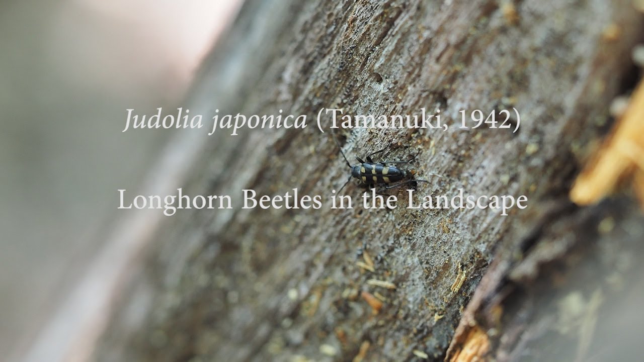 ヤマトキモンハナカミキリ | カミキリムシの自然図鑑 Longhorn Beetles