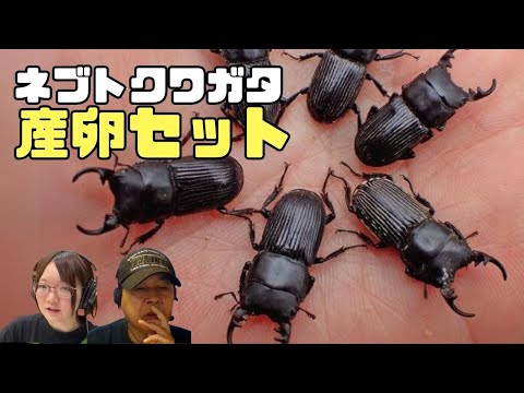 ネブトクワガタ飼育方法！産卵セットの組み方は？｜【クワカブ広場