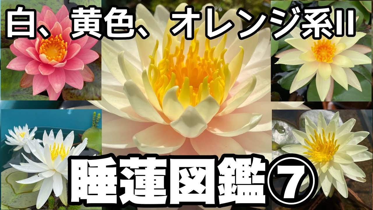 Water Lily Picture Book ⑦] Super gorgeous and large-flowered