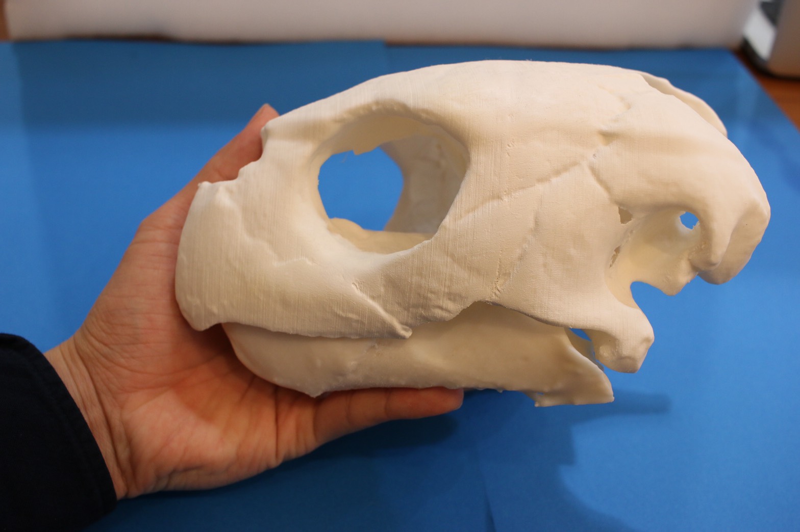 アカウミガメの頭骨、頸椎、クチバシ m74955998442_1.jpg?1725193267