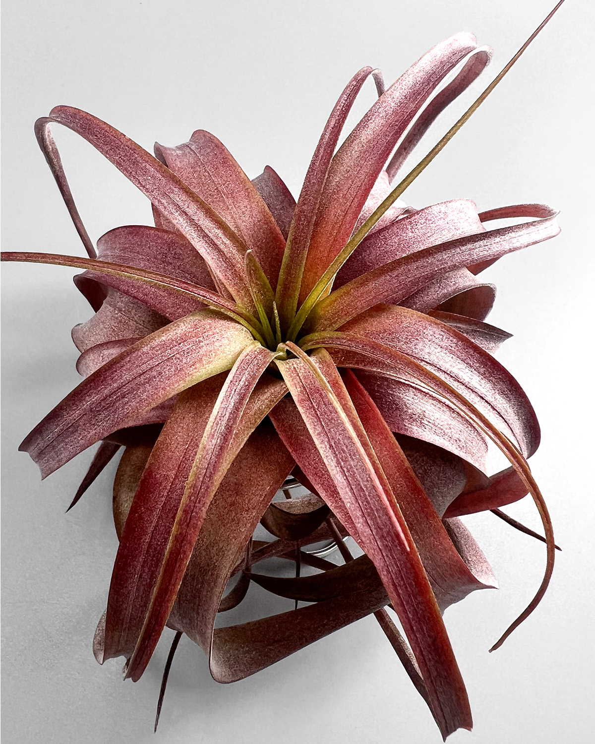 赤系交配の完成形！ チランジア・ラブノット【育て方・飾り方・枯れる