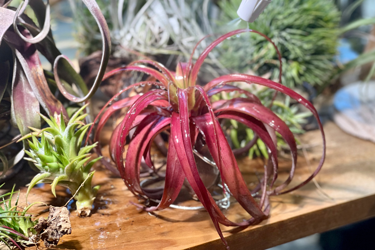 赤系交配の完成形！ チランジア・ラブノット【育て方・飾り方・枯れる