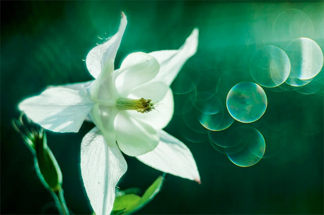 Meyer Optik Trioplan 100/f2.8 brings back Soap Bubble Bokeh