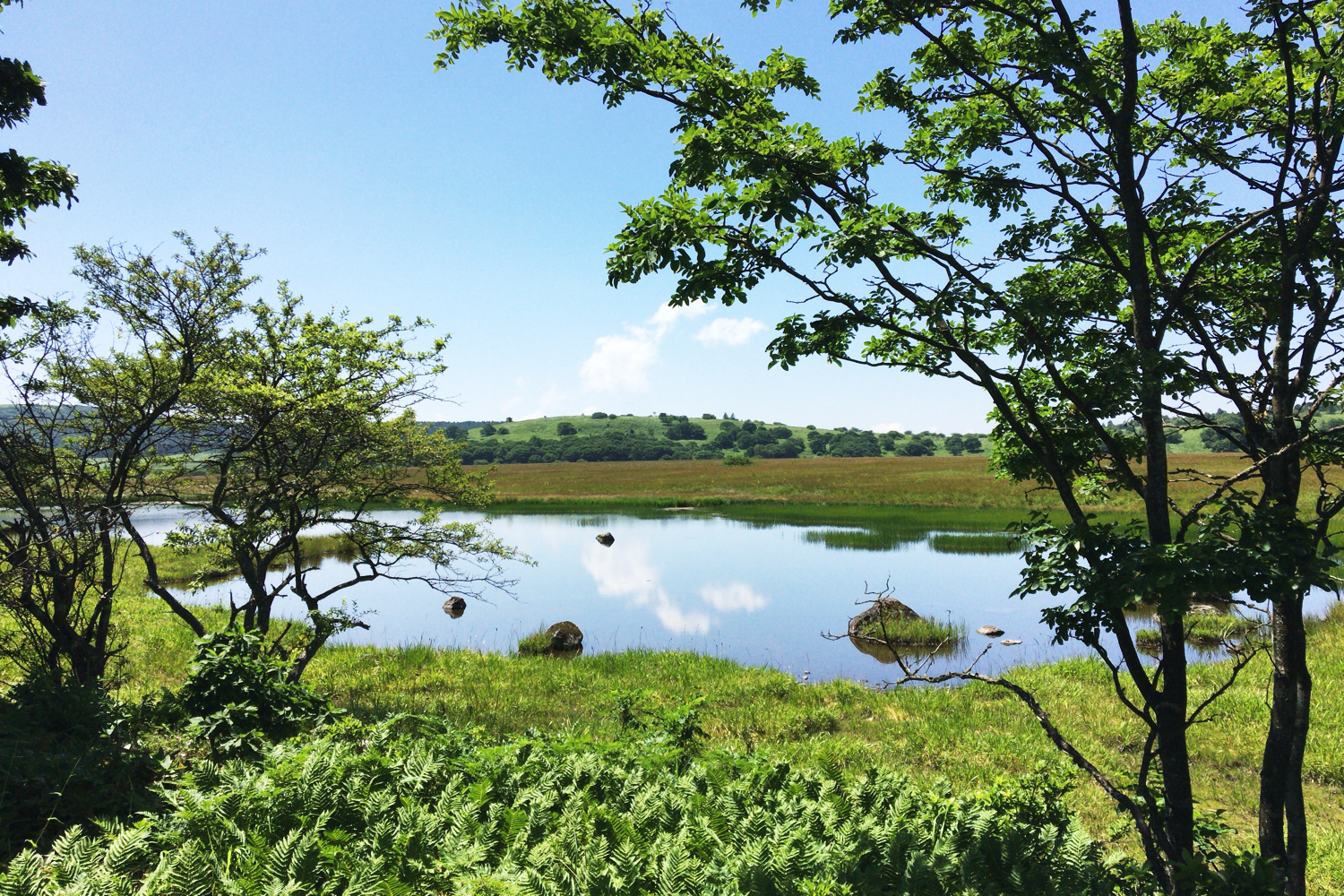 晴れた日の八島ヶ原湿原はまるでこの世の天国。車山の山頂まで見渡せ