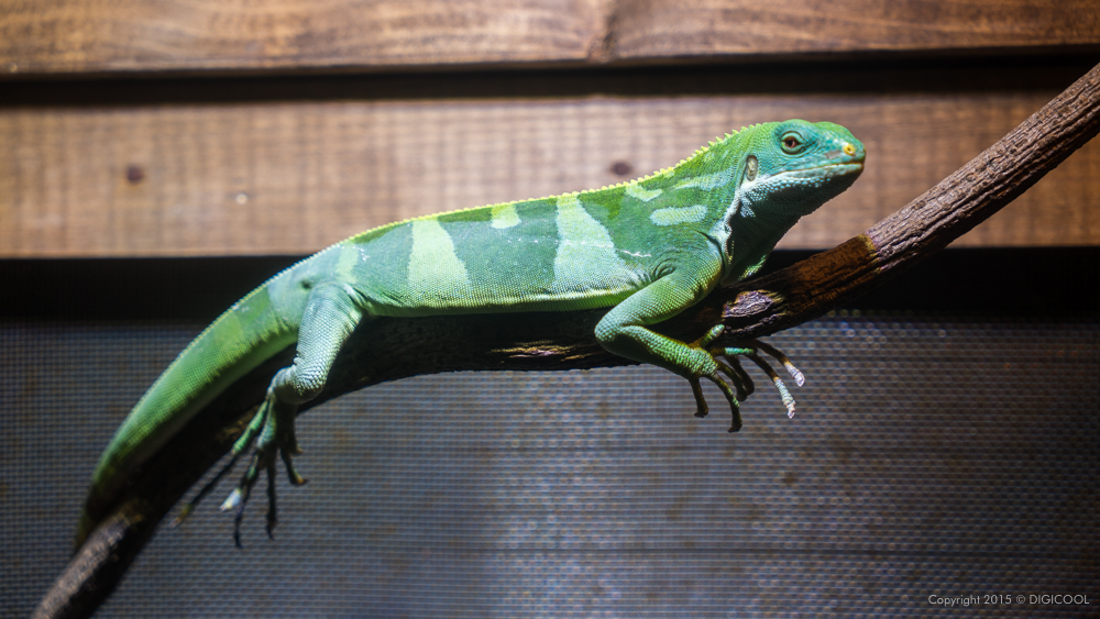 静岡県・体感型動物園iZooでレアシーンを見学できました。 – THE ROAD