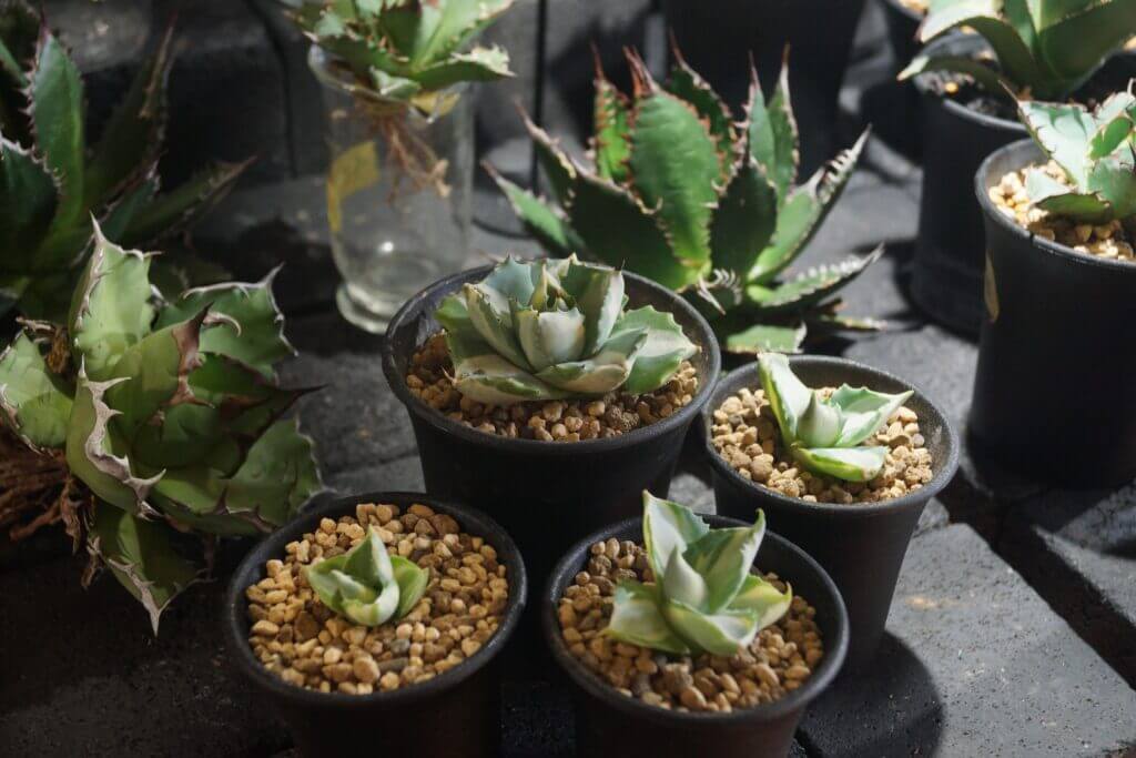 簡単】アガベの株分けの方法｜適期・手順・使うもの【実演あり