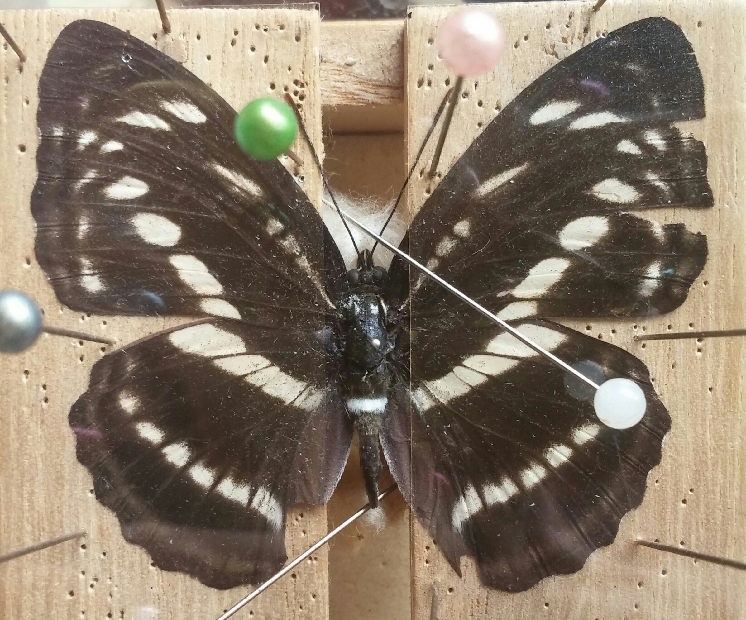 台湾の蝶13 ヤエヤマイチモンジ | 蝶に魅せられた旅人