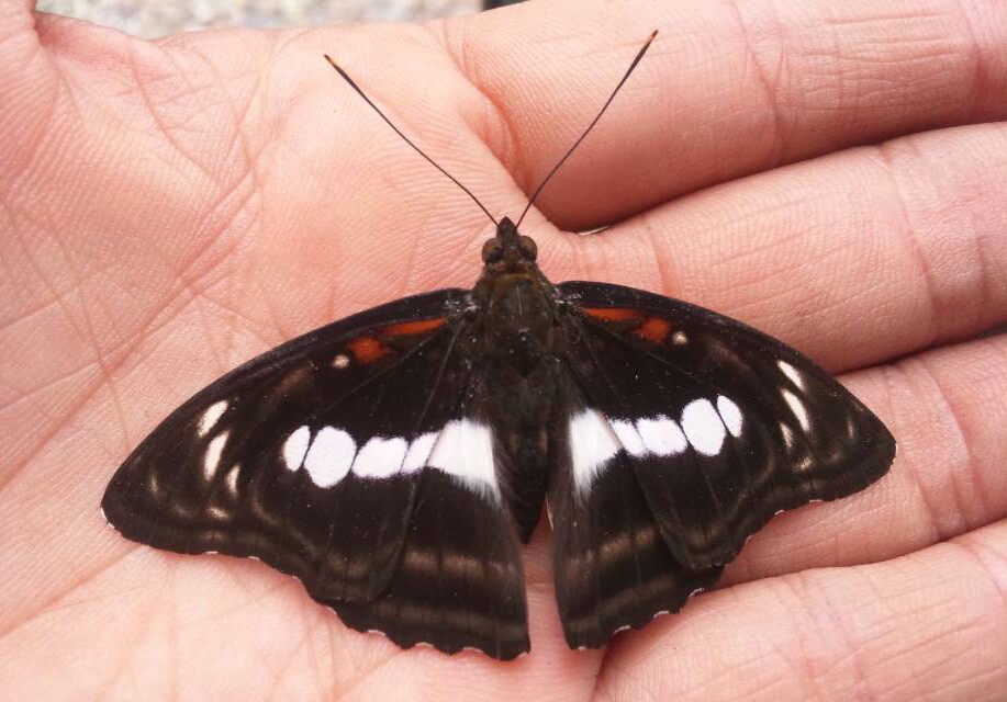 台湾の蝶13 ヤエヤマイチモンジ | 蝶に魅せられた旅人