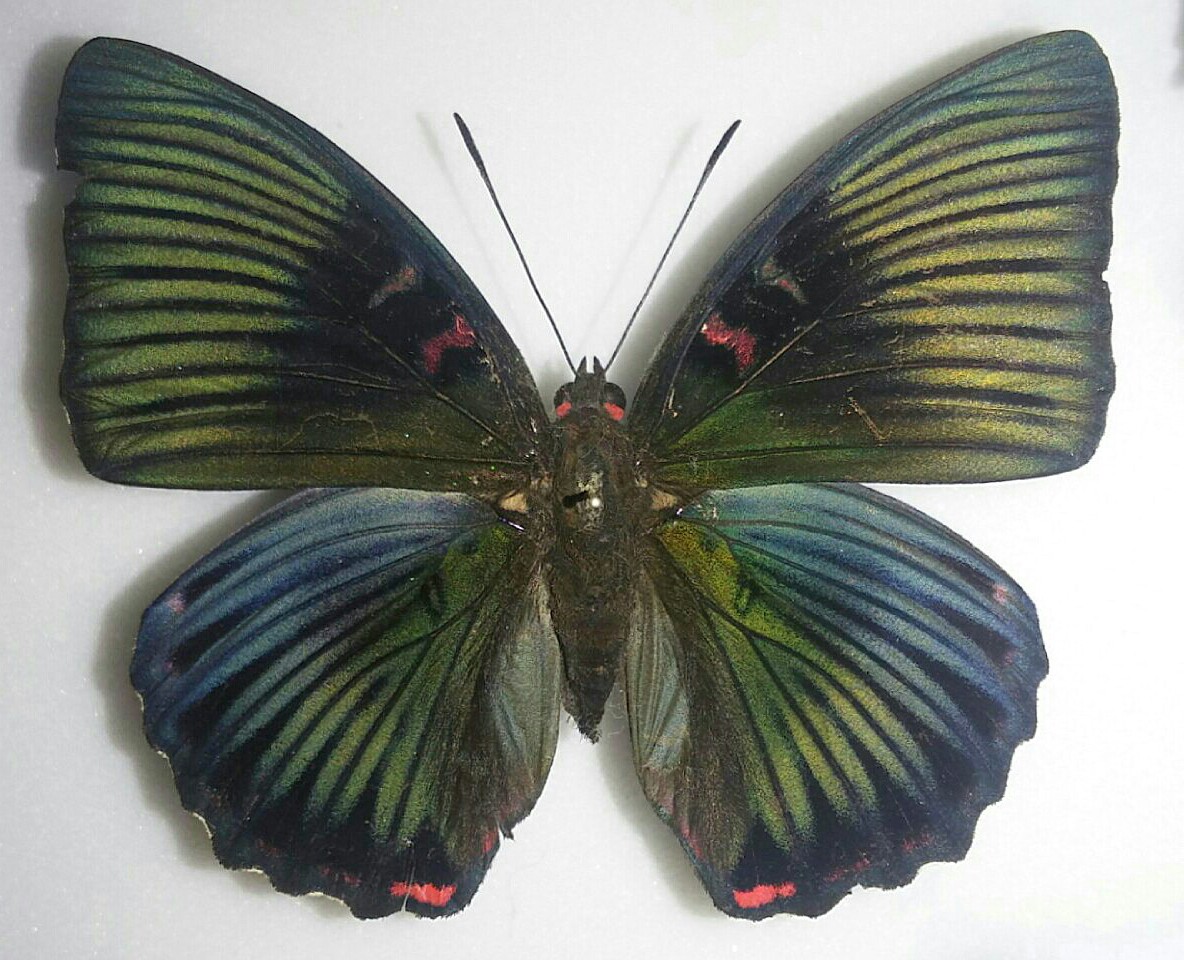 台湾の蝶9 イナズマチョウ | 蝶に魅せられた旅人