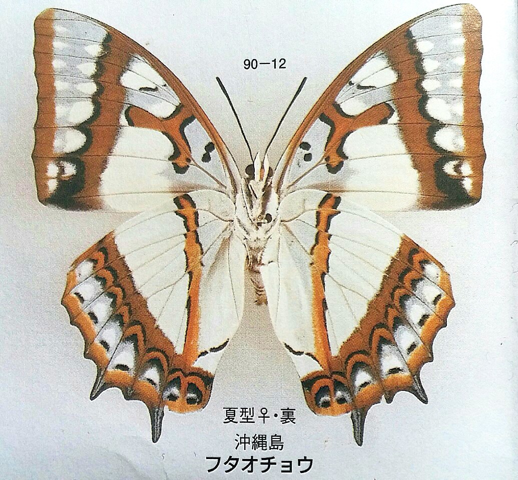 奄美迷走物語 其の八 | 蝶に魅せられた旅人