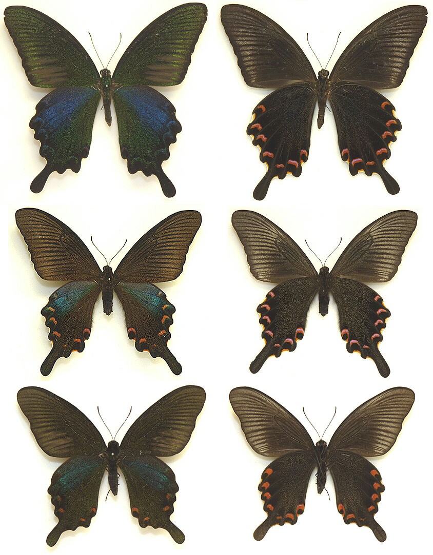 台湾の蝶17 タカサゴカラスアゲハ | 蝶に魅せられた旅人