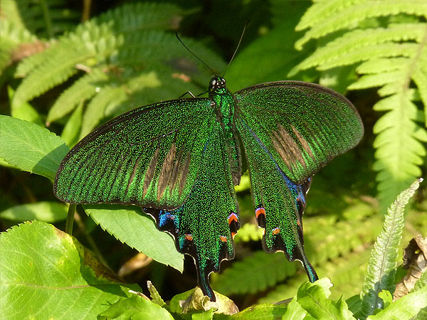 台湾の蝶17 タカサゴカラスアゲハ | 蝶に魅せられた旅人