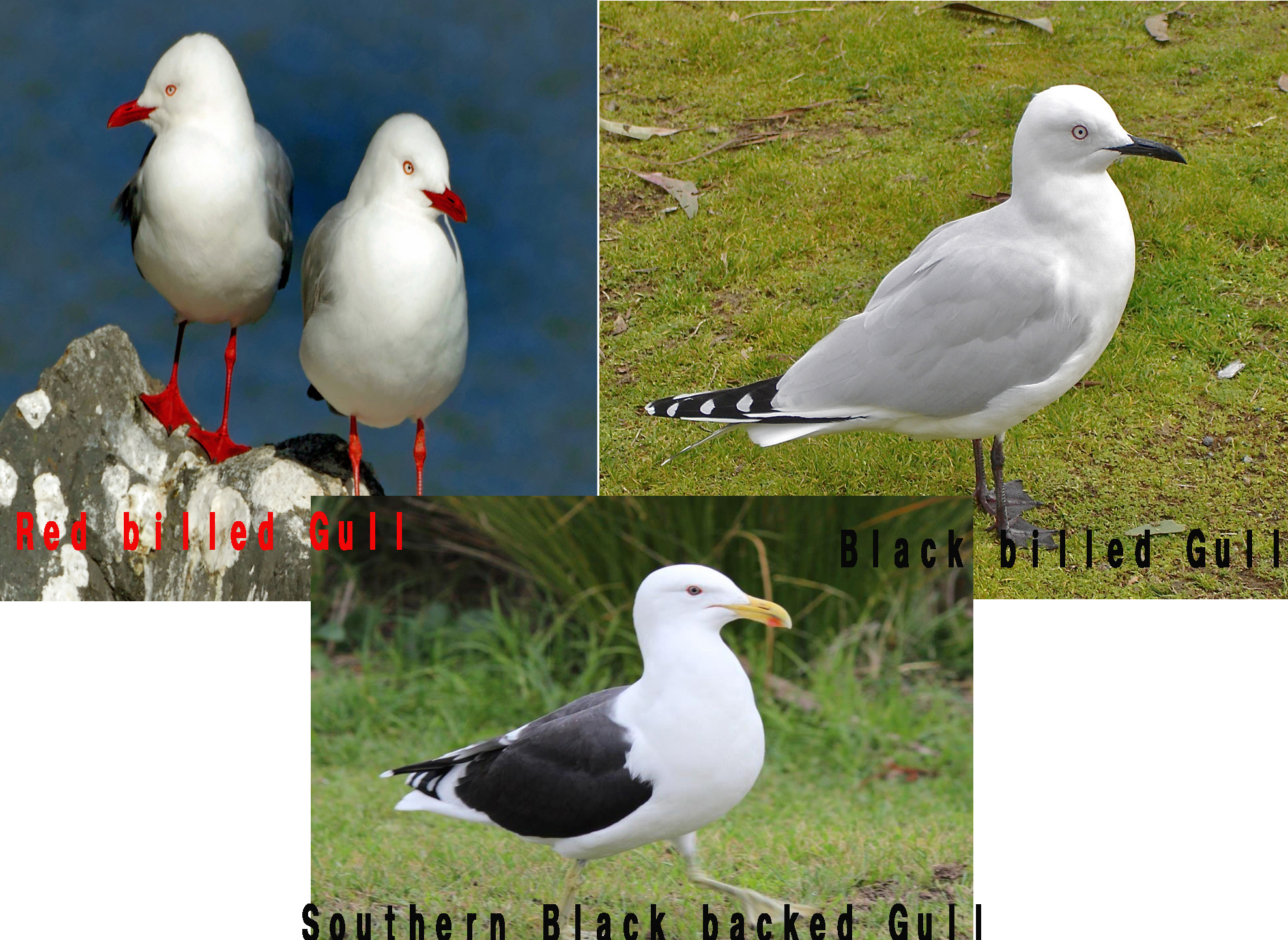 これは同じ種？別の種類？よく見かけるカモメたちの見分け方 | NATURE