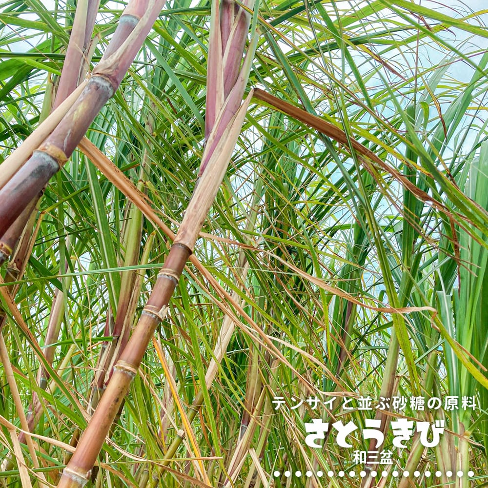 和三盆 さとうきび の特徴と育て方 | 苗木部の部室 〜苗木、育てよう