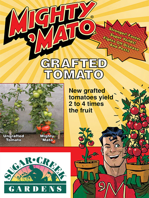 Tomato - Mighty 'Mato Big Beef Grafted Tomato - Sugar Creek