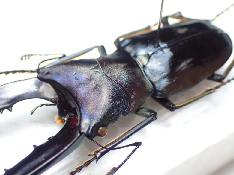 標本 | わたくわの飼育記