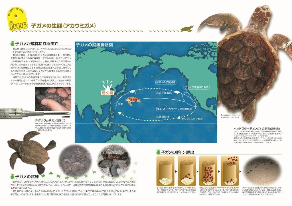 ウミガメの生活 - NPO法人 屋久島うみがめ館