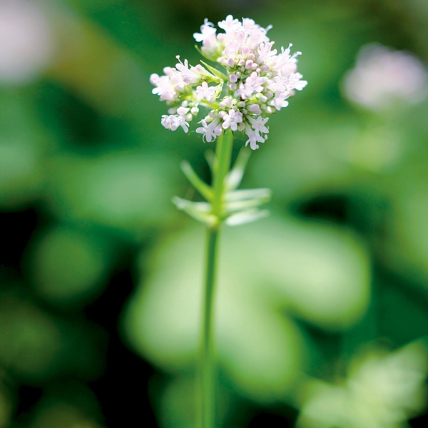 薬物相互作用を学ぶ】メディカルハーブ安全性ハンドブック第2版 – 日本
