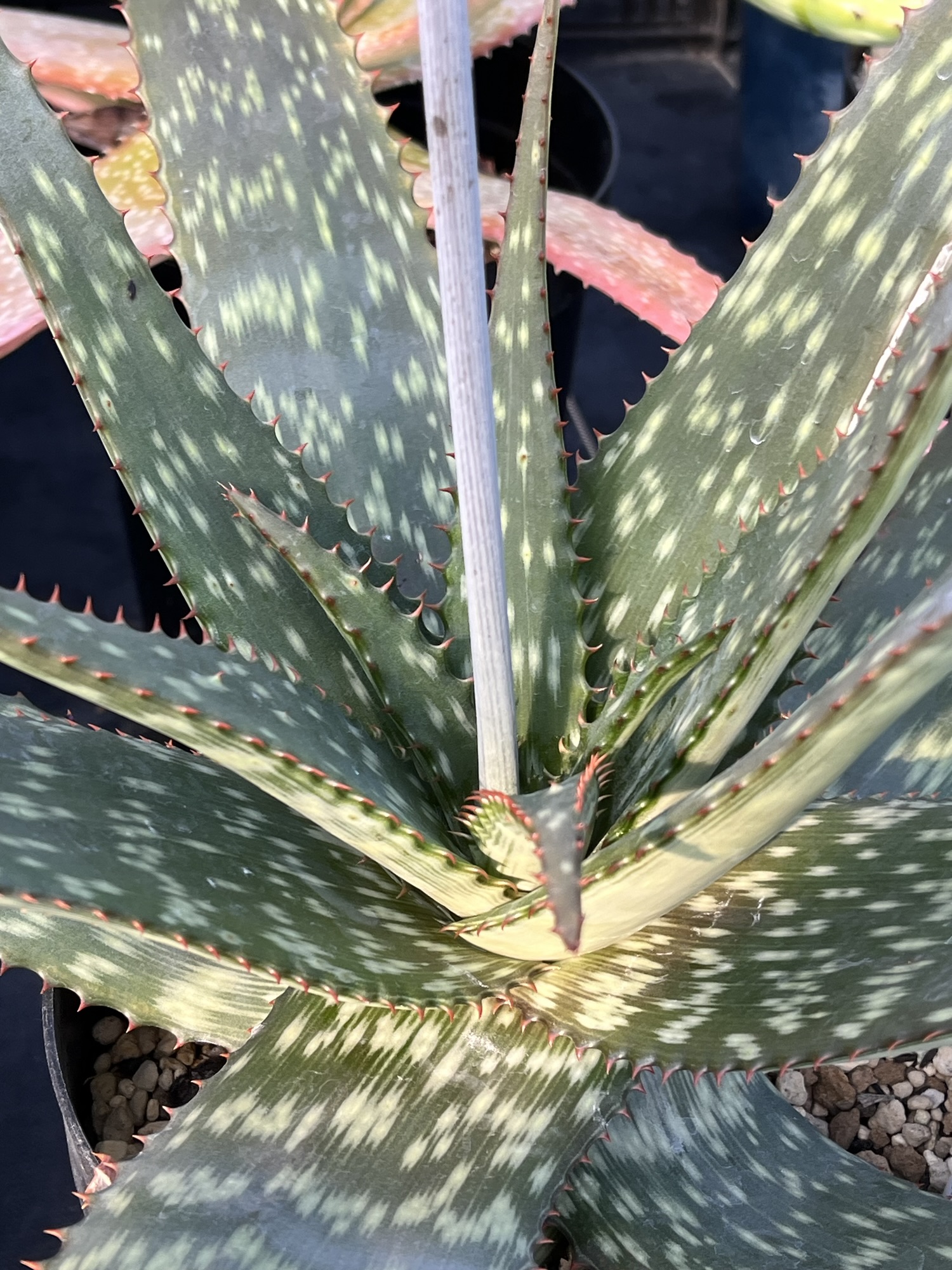 img_6803.jpg?fit=1500,2000&ssl=1