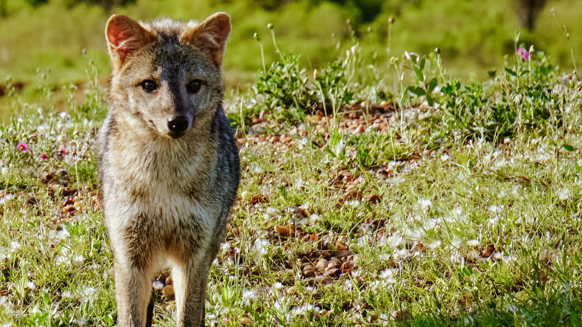 カナダグースが新しく毛皮を仕入れることを廃止？2022年から | Vegan