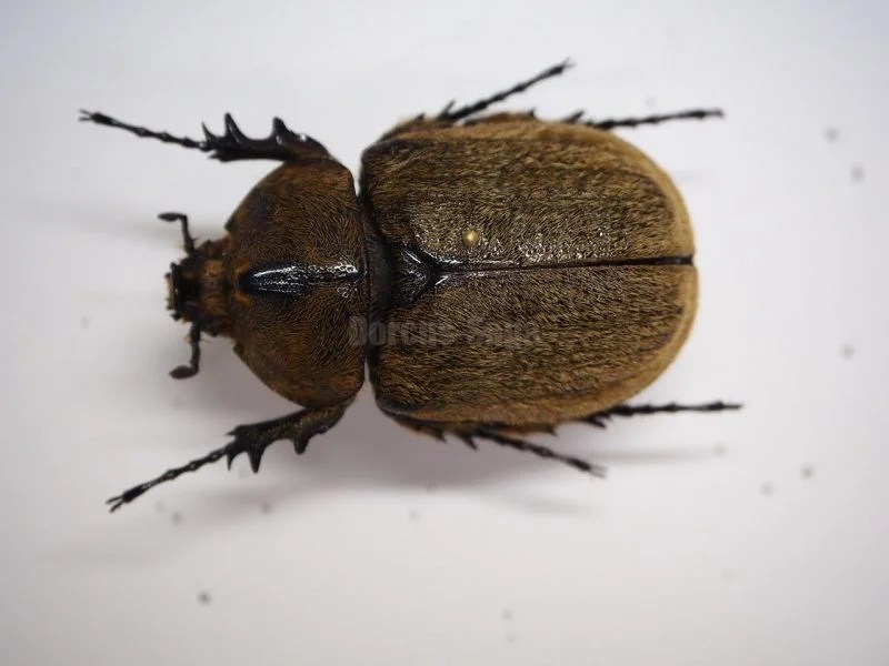 カブトムシ標本 | Dorcus-Saga