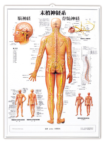 3Dチャート 末梢神経系