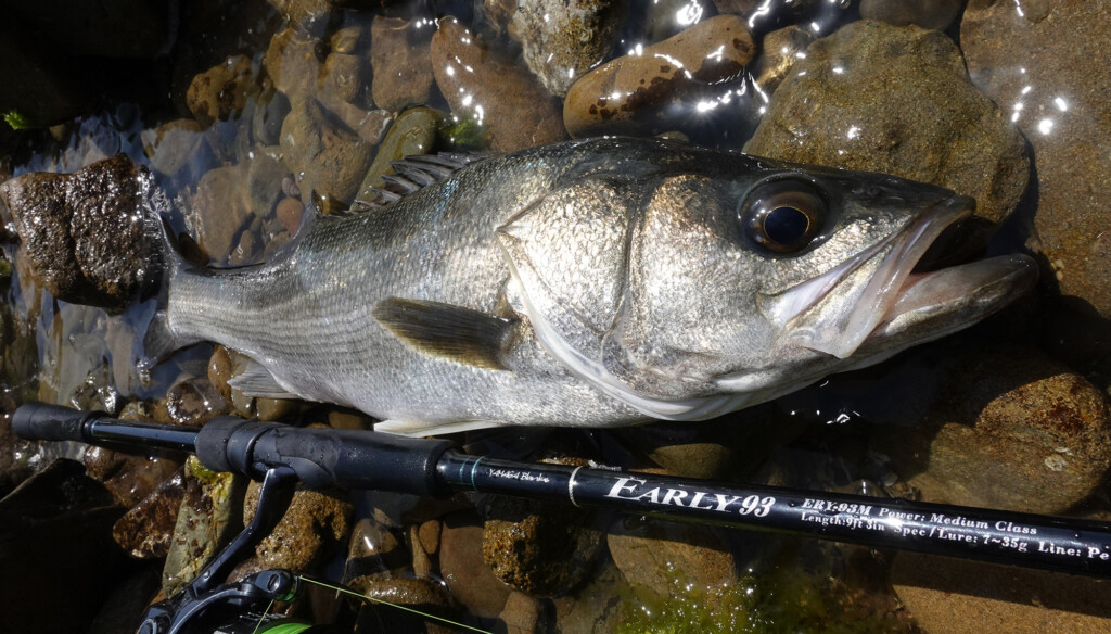 ミドルクラスを網羅】ヤマガブランクスNEWロッドシリーズ「EARLY