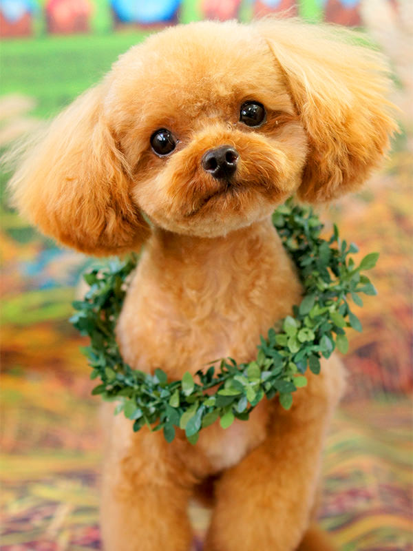 トイプードル テディベア カット集｜ワイズドギー