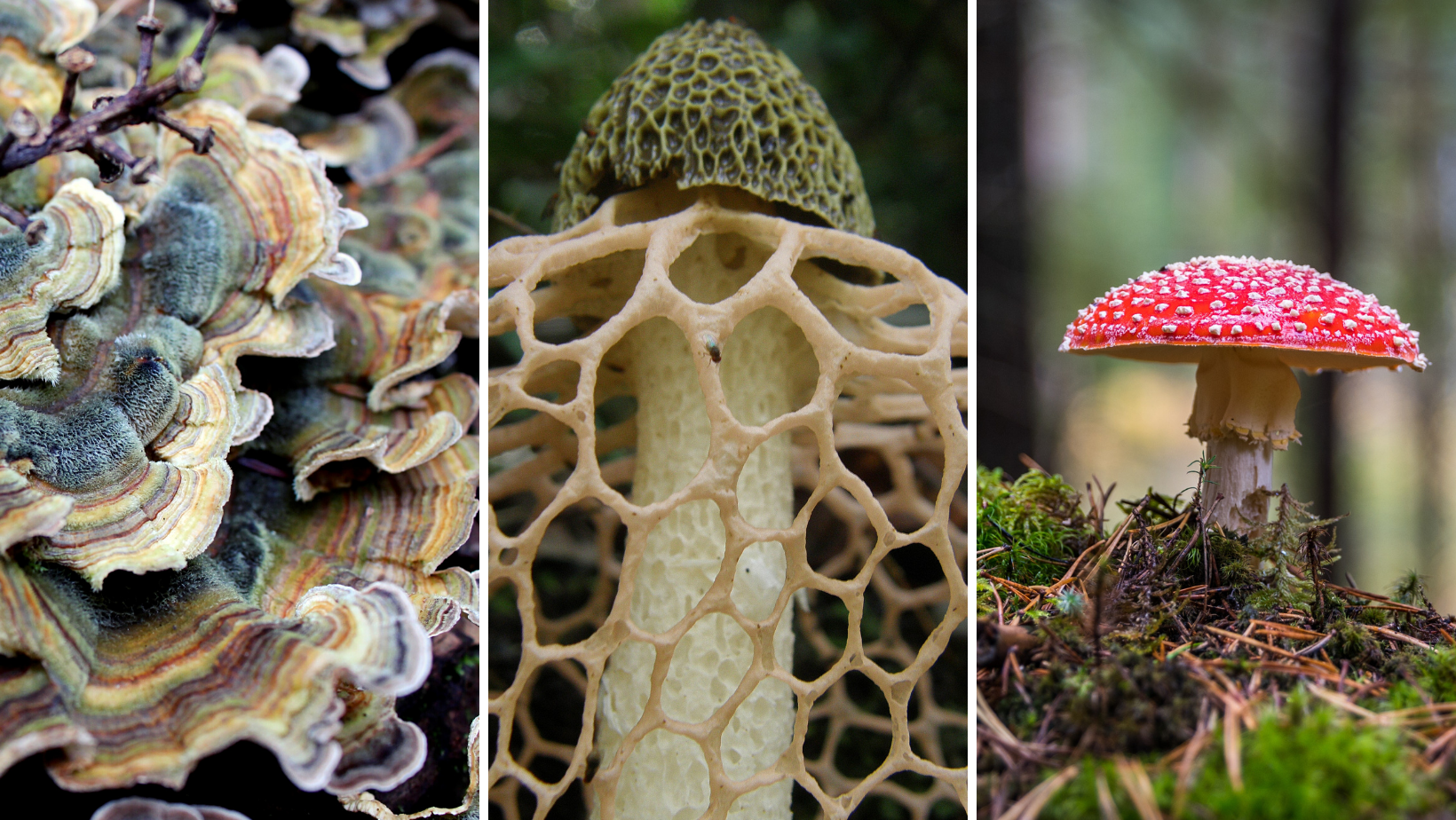 Triptych_pretty.png?ssl=1