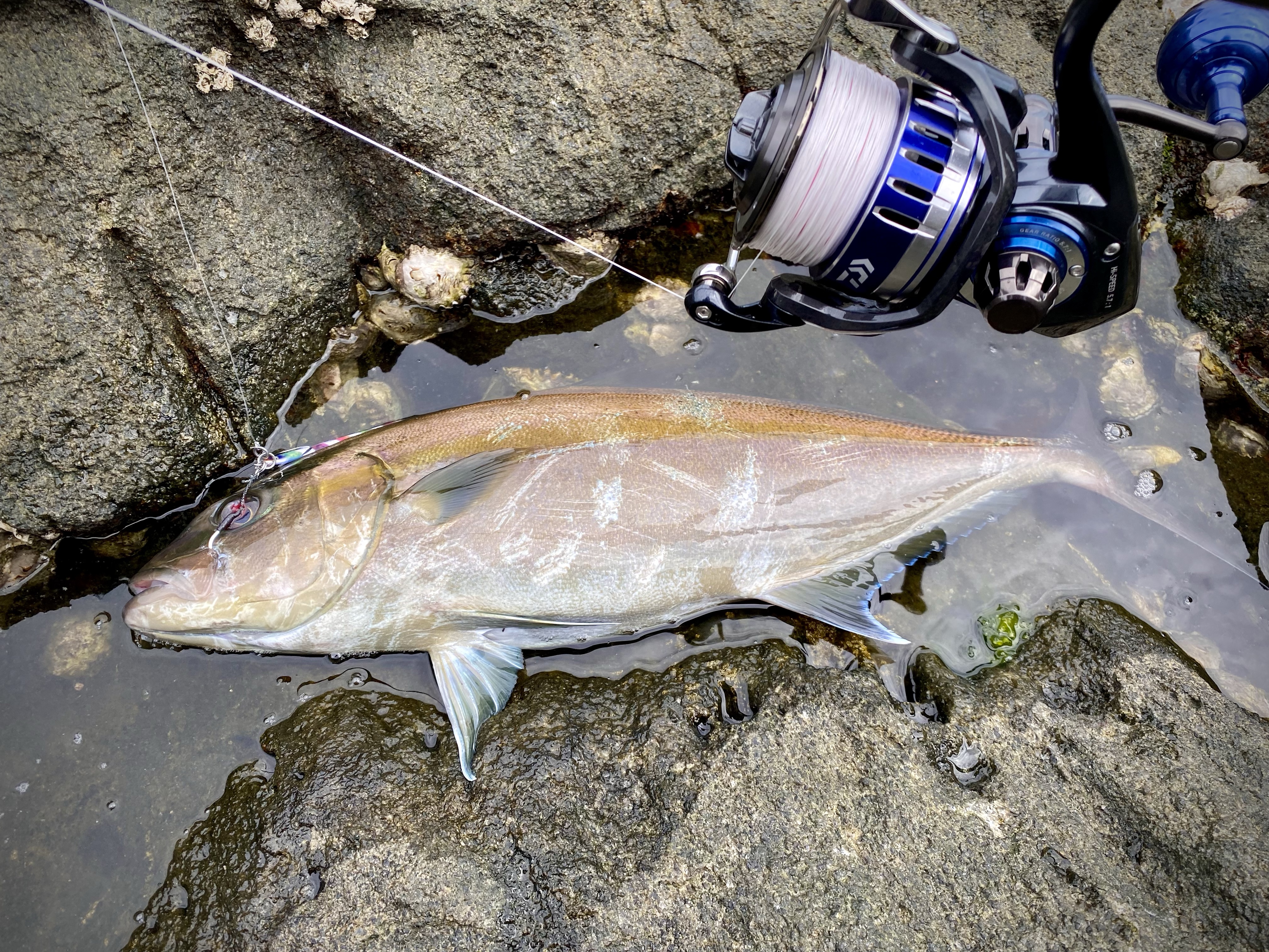 実釣レビュー】リップルフィッシャー/ランナーエクシード103H実釣