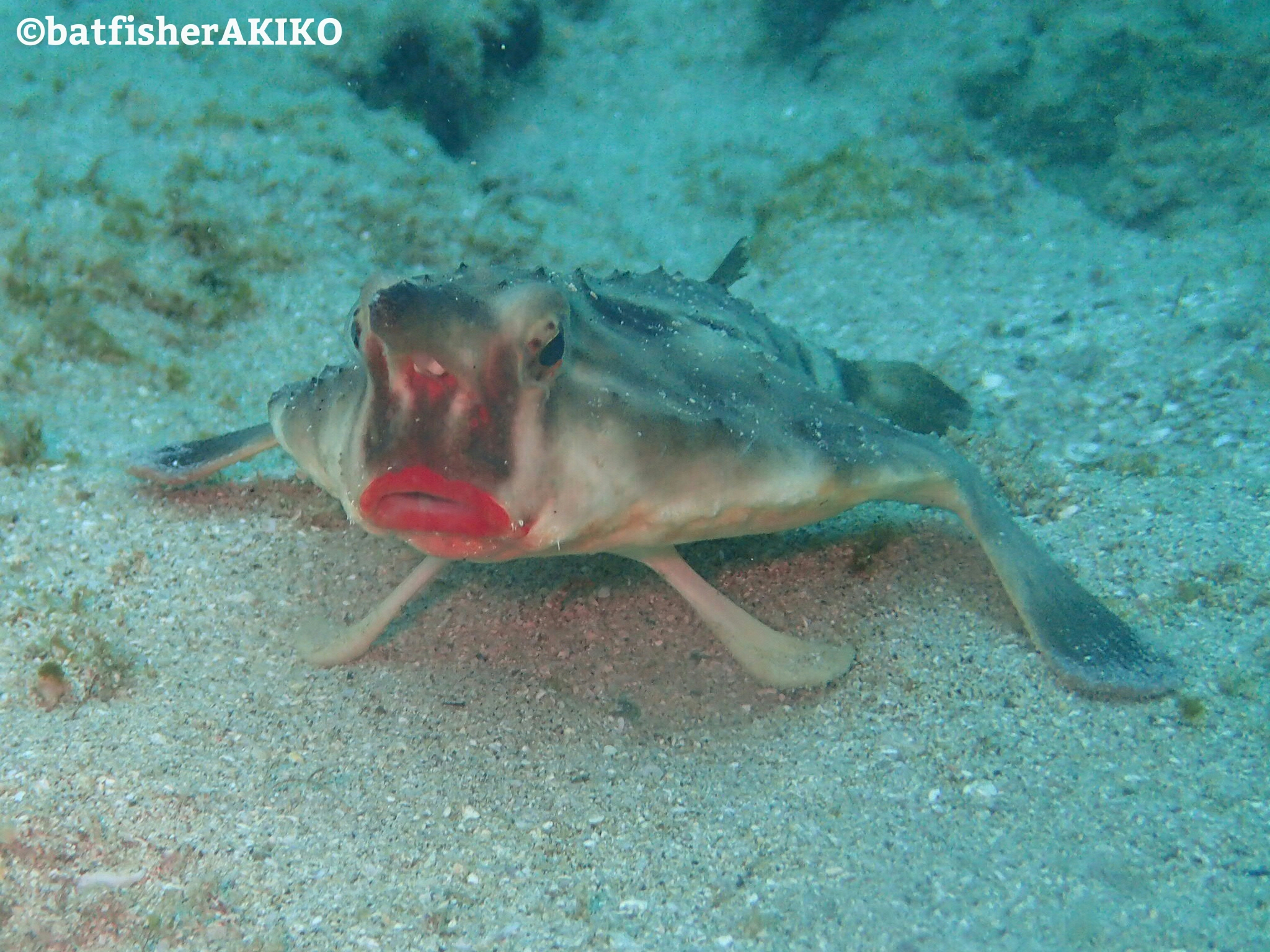 バッ「ド」フィッシュじゃない、バッ「ト」フィッシュなんだ