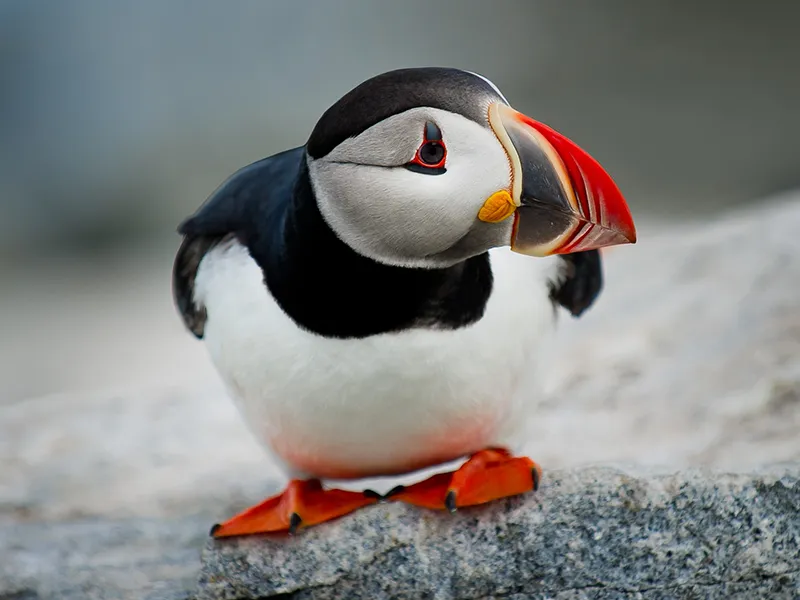 パフィンはどんな鳥？生態を大解剖【観察場所も解説】 | アイスランド