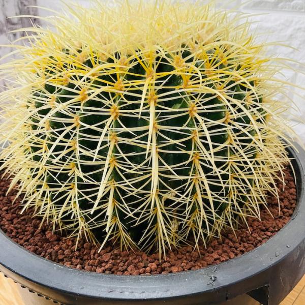 サボテンの王様 金鯱 12号鉢 大型 特大 観葉植物 多肉植物 金シャチ