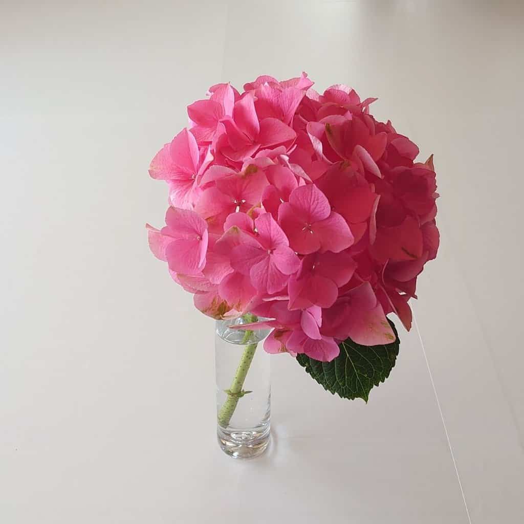 ピンク系あじさい】マジカルクリスタル フレッシュピンク 5本 -