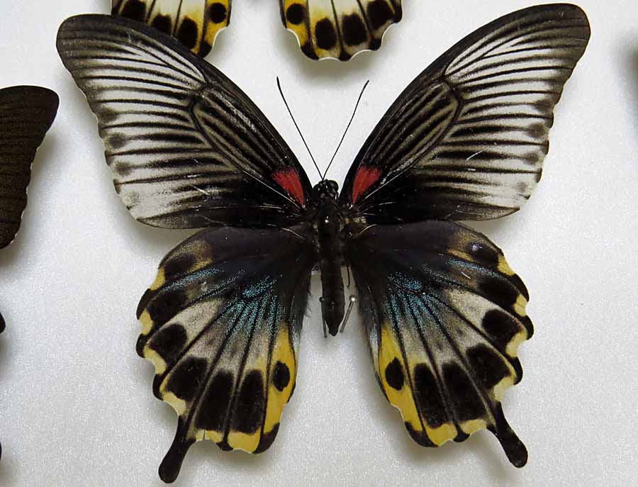 ナガサキアゲハの♀: 蝶と日常・自然観察日記