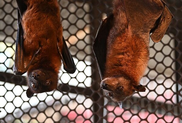 インドオオコウモリ | 【公式】池田動物園