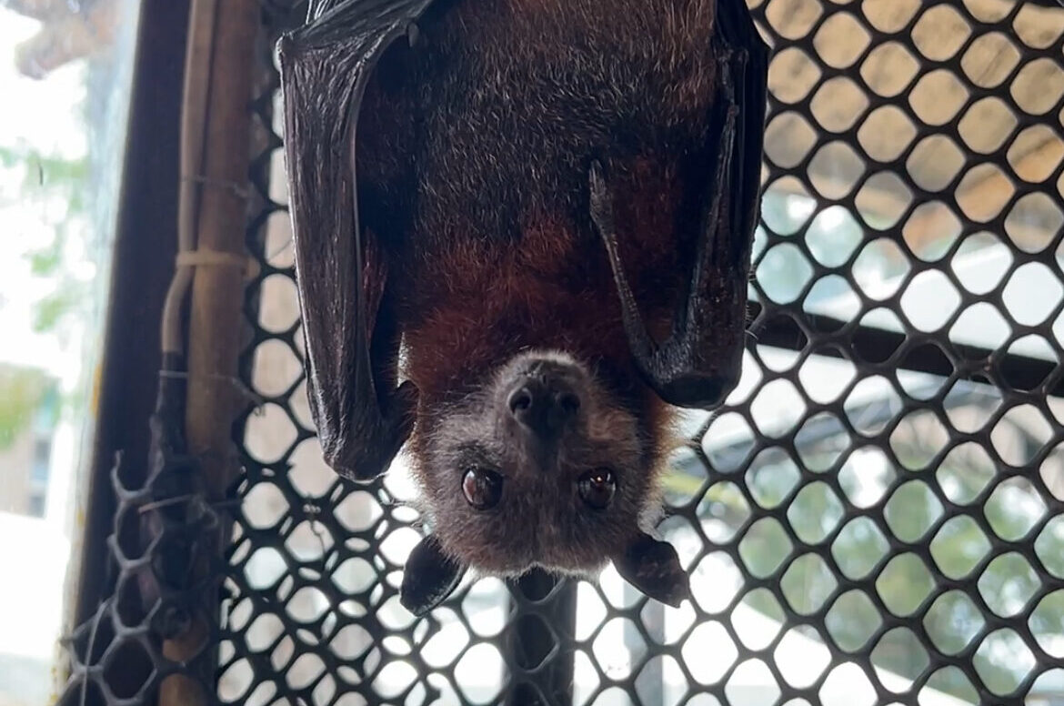 インドオオコウモリ | 【公式】池田動物園