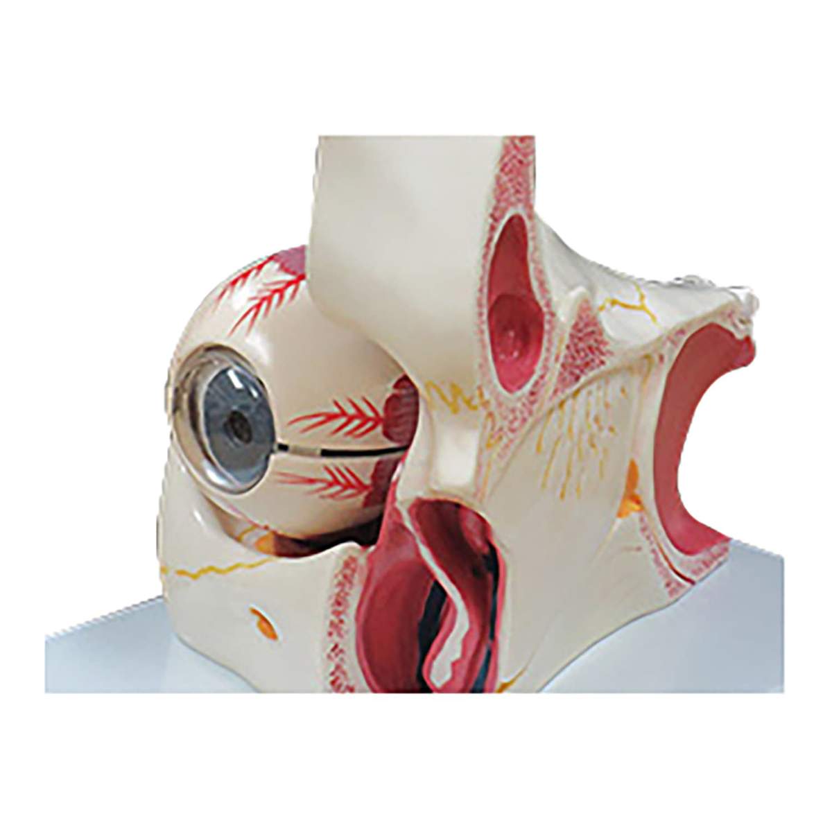 眼球眼窩3倍拡大モデル 教材模型 25-5566-00 大阪人体模型センター(NGD
