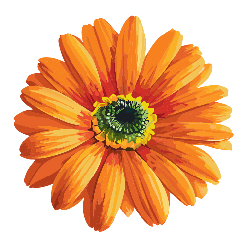 水彩で描かれたガーベラの花のイラスト 無料素材 | イラストダウンロード