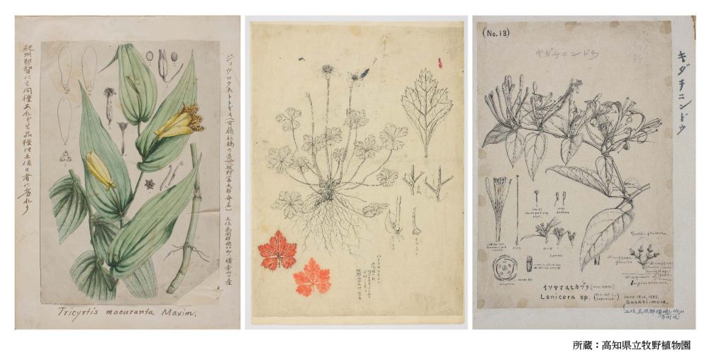 精緻な植物図が並ぶ「牧野植物園がやってきた展。」が2月1日（水